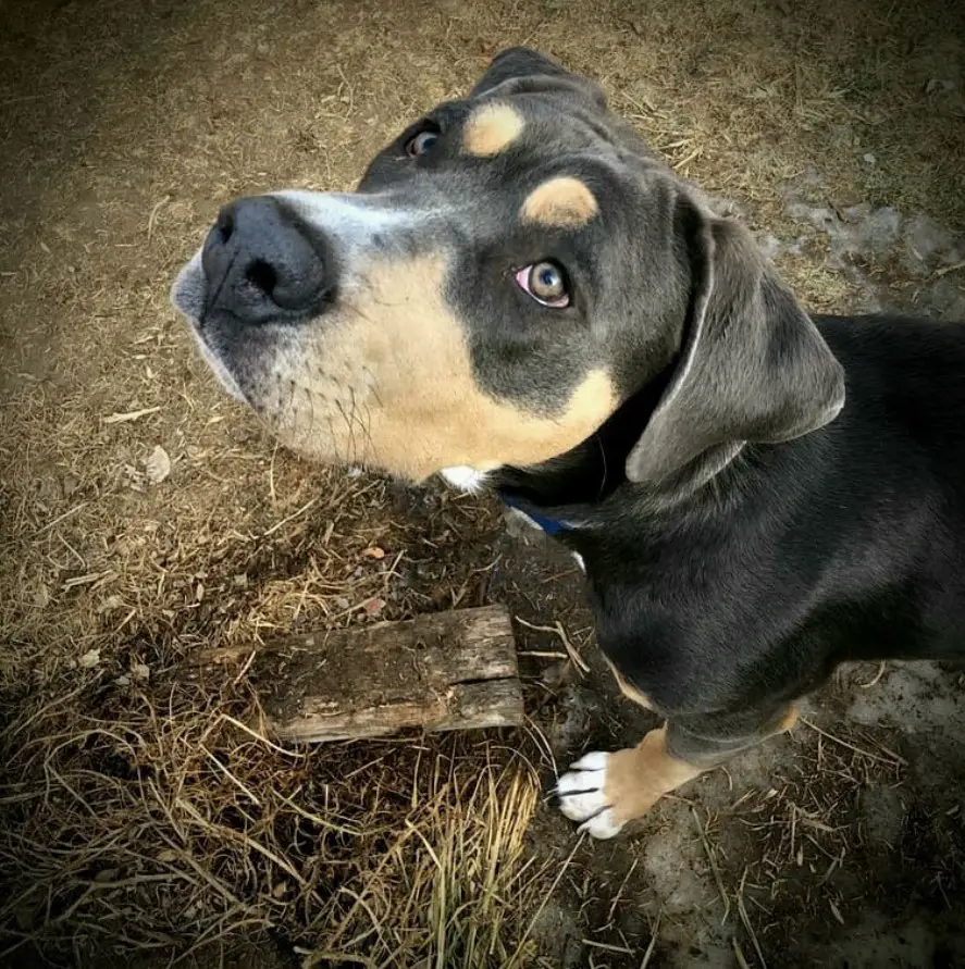 A Pitweiler standing on the ground while looking up