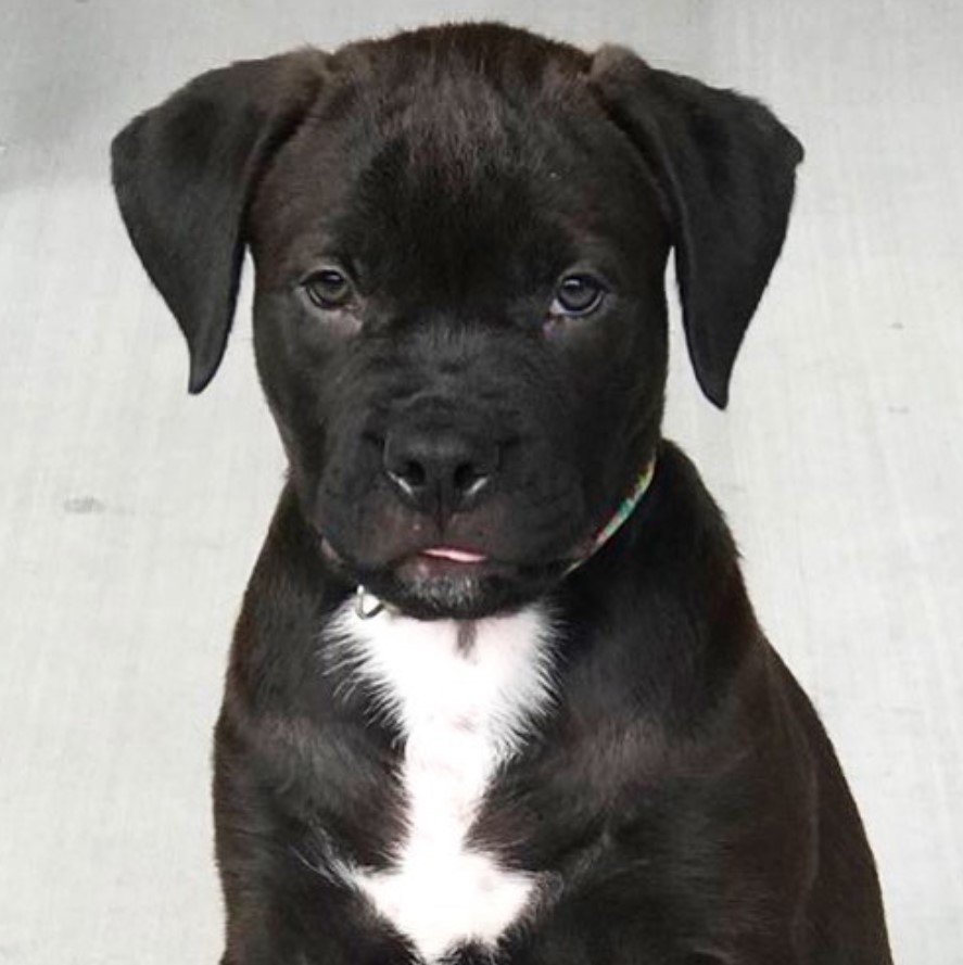 A Pitweiler puppy sitting on the floor while staring