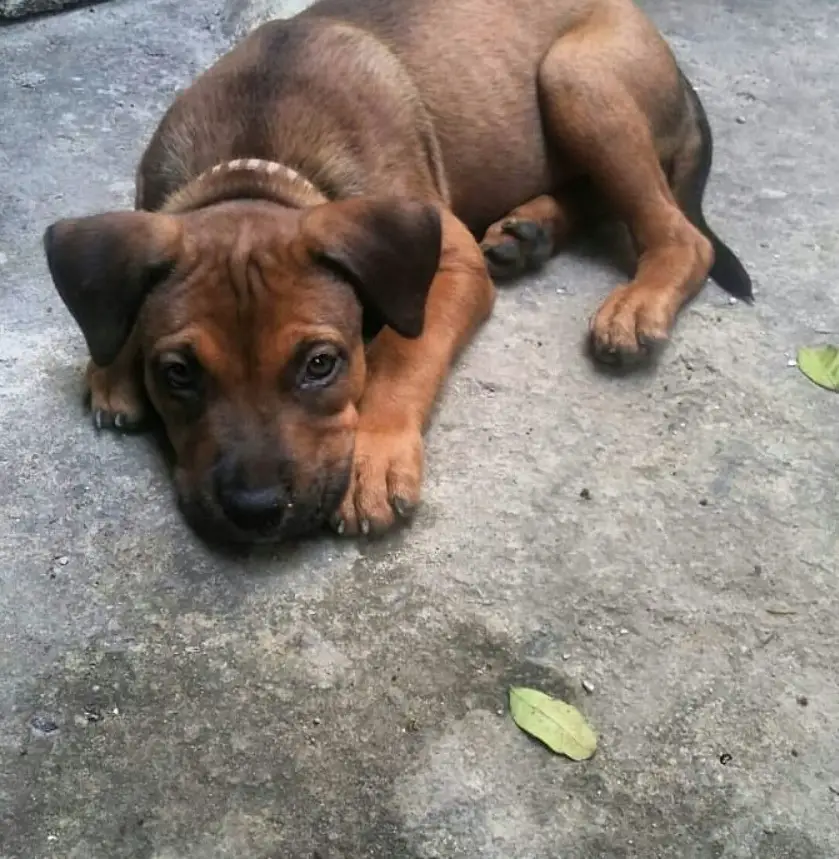A Pitweiler puppy lying on the pavement