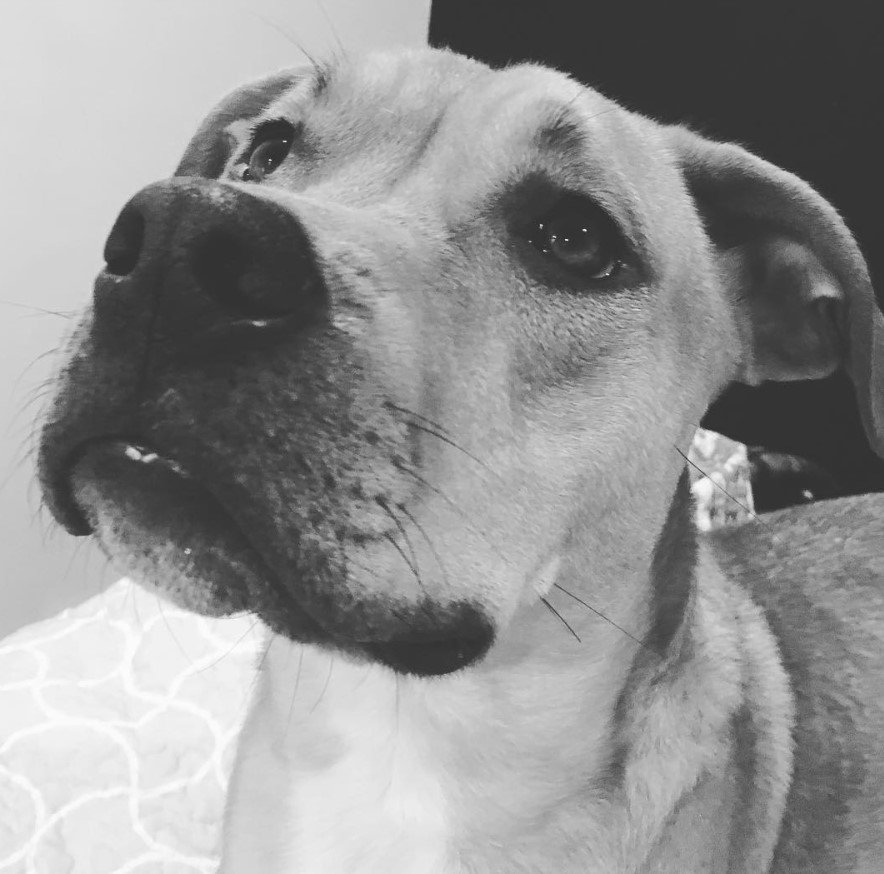 A Pitweiler standing on the floor while looking up with its begging eyes