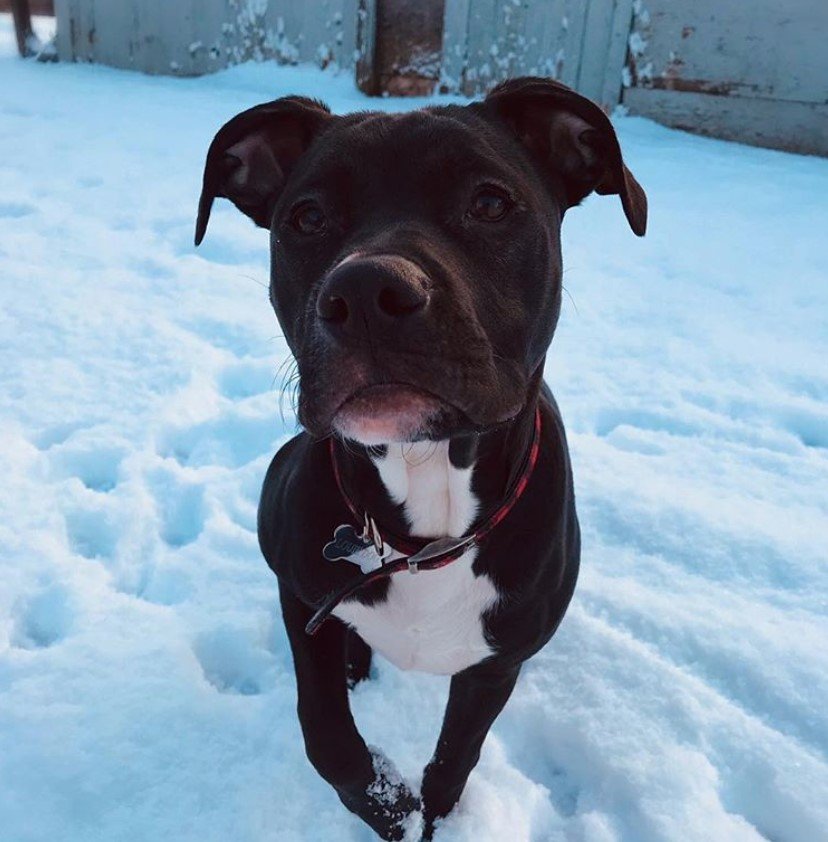 A Pitweiler walking in snow outdoors