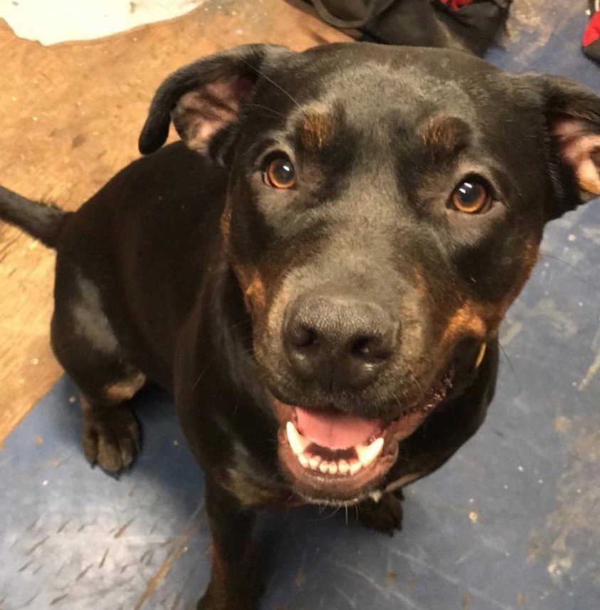 A Pitweiler sitting on the floor while smiling