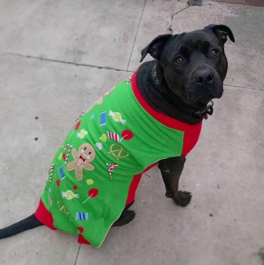 A Pitweiler wearing a shirt while sitting on the pavement