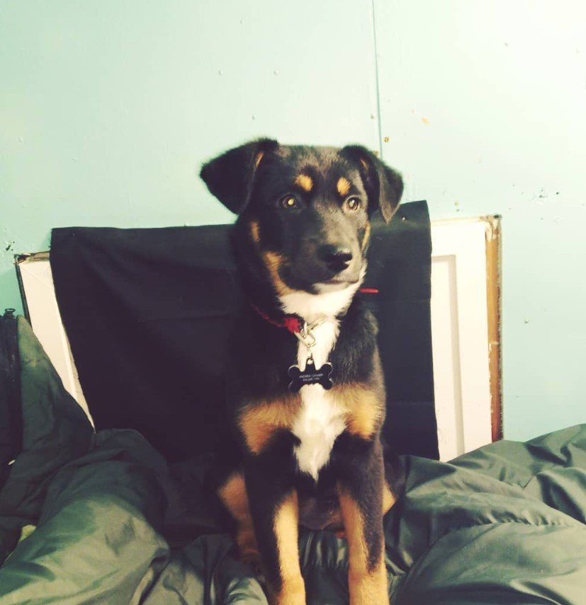 A Pitweiler puppy sitting on the bed