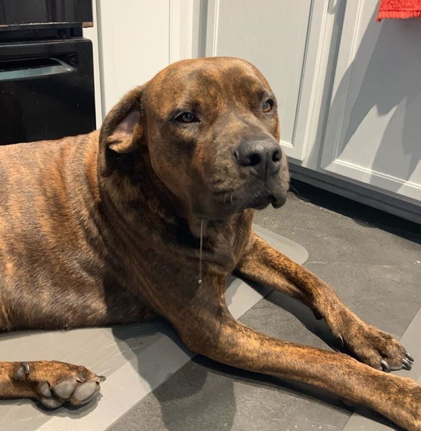 A Pitweiler lying on the floor