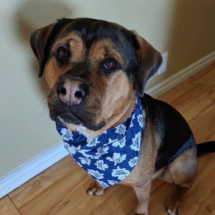 A Pitweiler wearing a blue scarf while sitting on the floor with its begging face