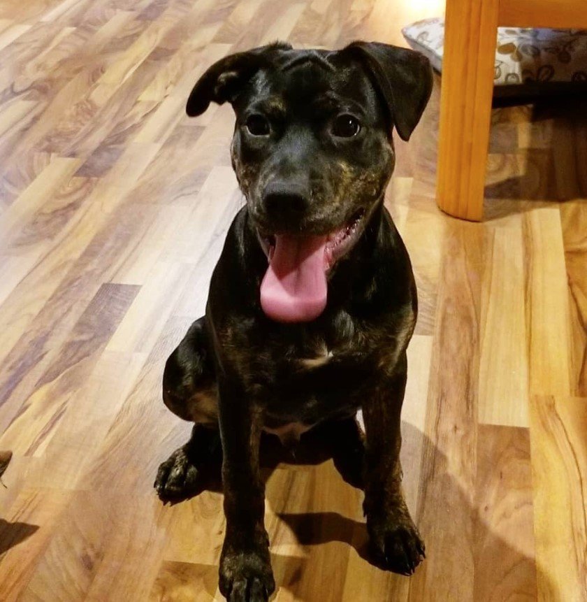 A Pitweiler puppy sitting on the floor with its tongue out