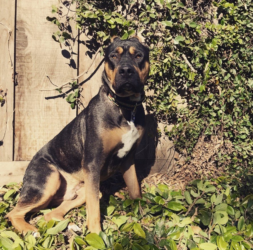 A Rottbull sitting in the garden under the sun