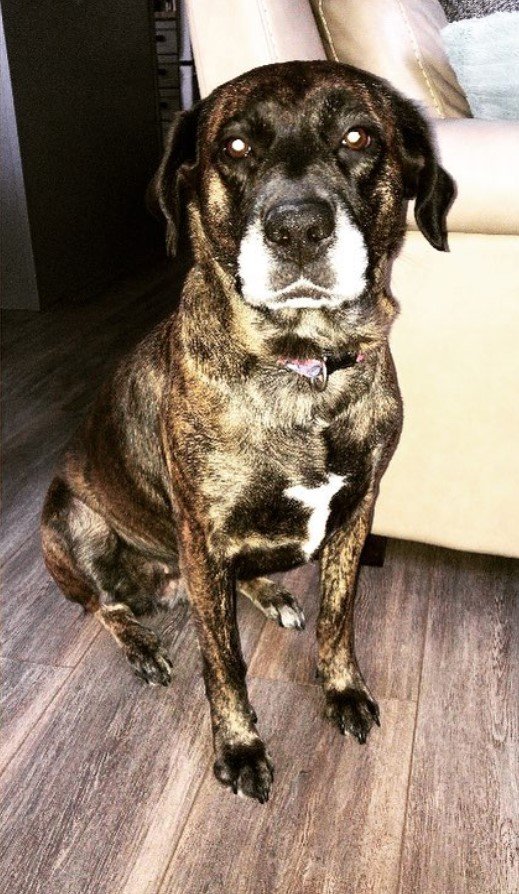 A Pitweiler sitting on the floor at the night