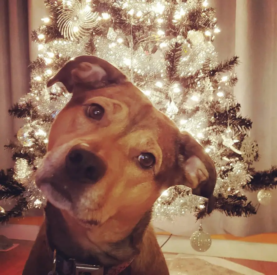A Pitweiler sitting on the floor tilting its head with a christimas tree behind him