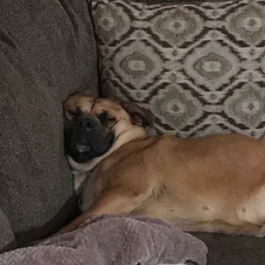 A Pitweiler sleeping on the couch