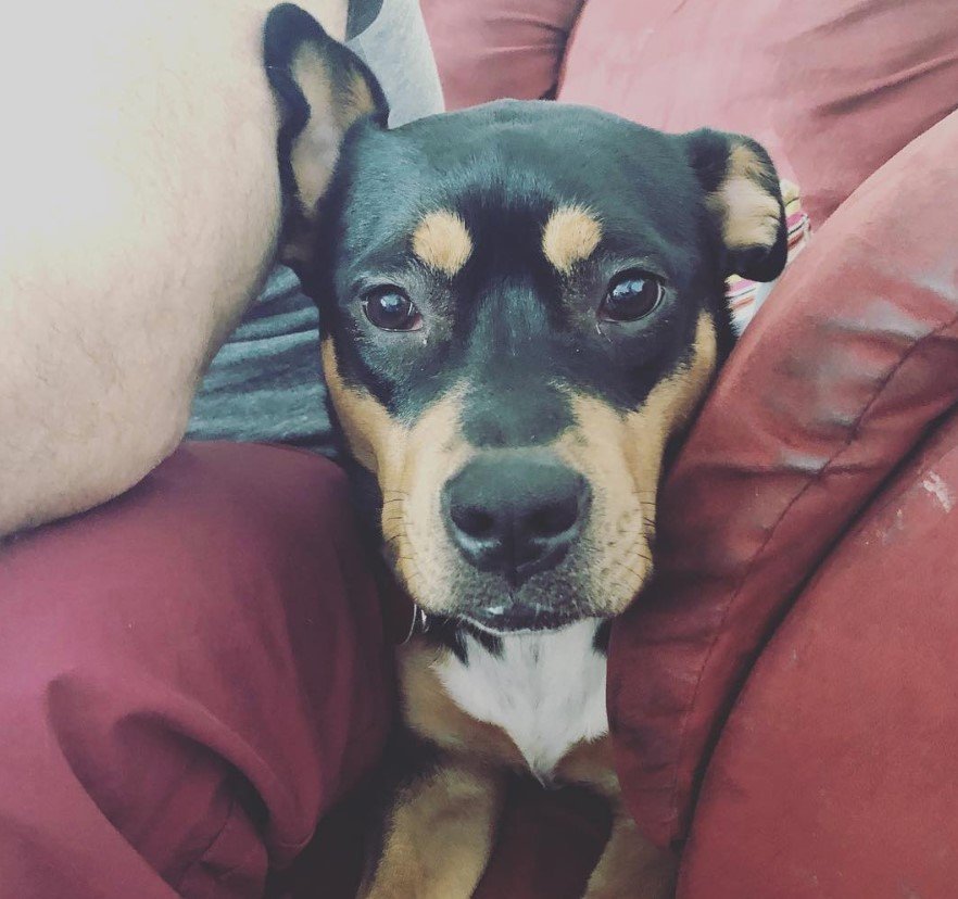 A Pitweiler lying on the couch next to a person