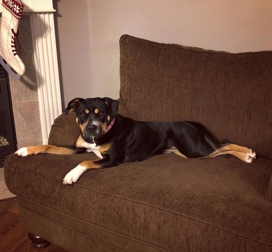 A Pitweiler lying on the couch