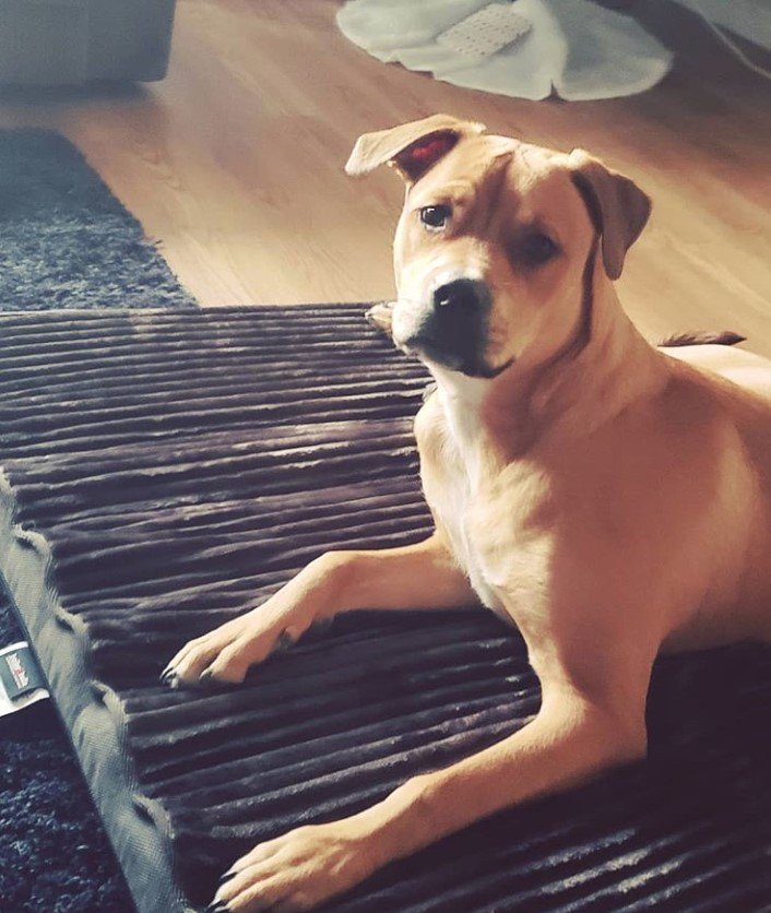 A Pitweiler lying on top of its bed on the floor