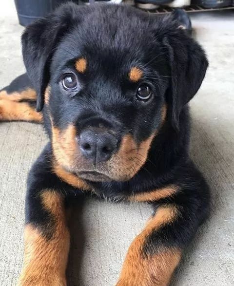 rottweiler puppy lying on the floor with its begging face