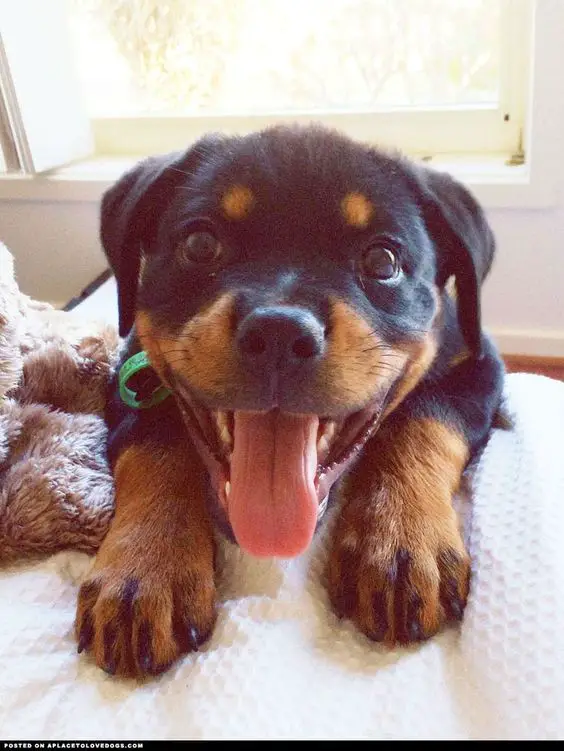 Rottweiler puppy in bed with its tongue sticking out