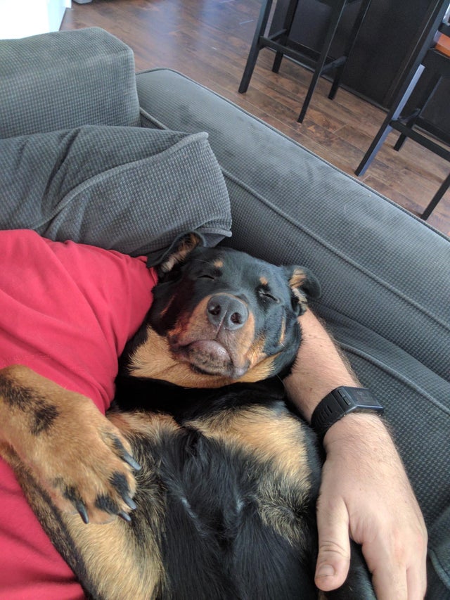 Rottweiler sleeping in the arms of a man sitting in the couch