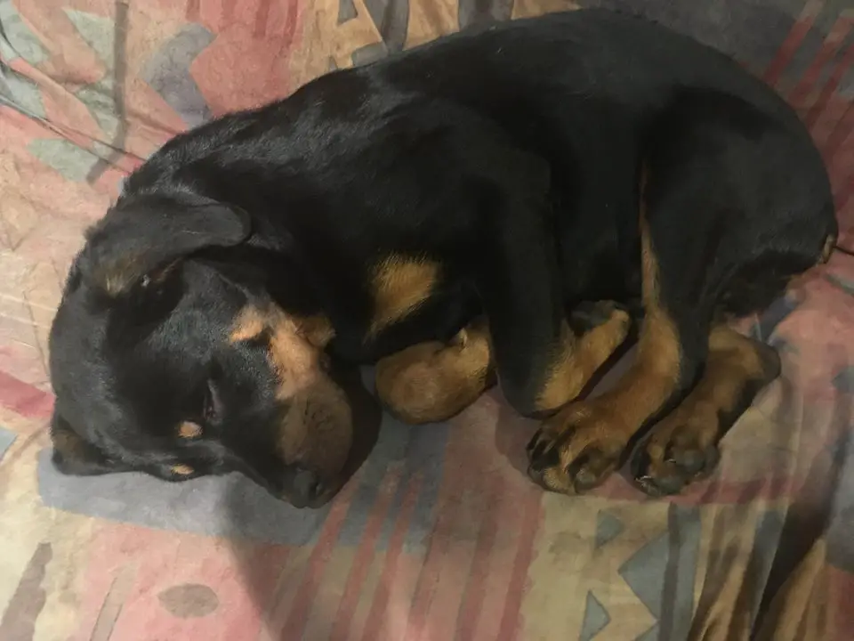 Rottweiler puppy curled up sleeping on the couch