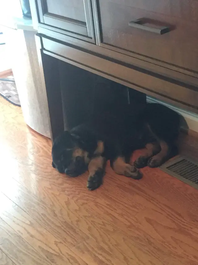 Rottweiler puppy sleeping under the cabinet
