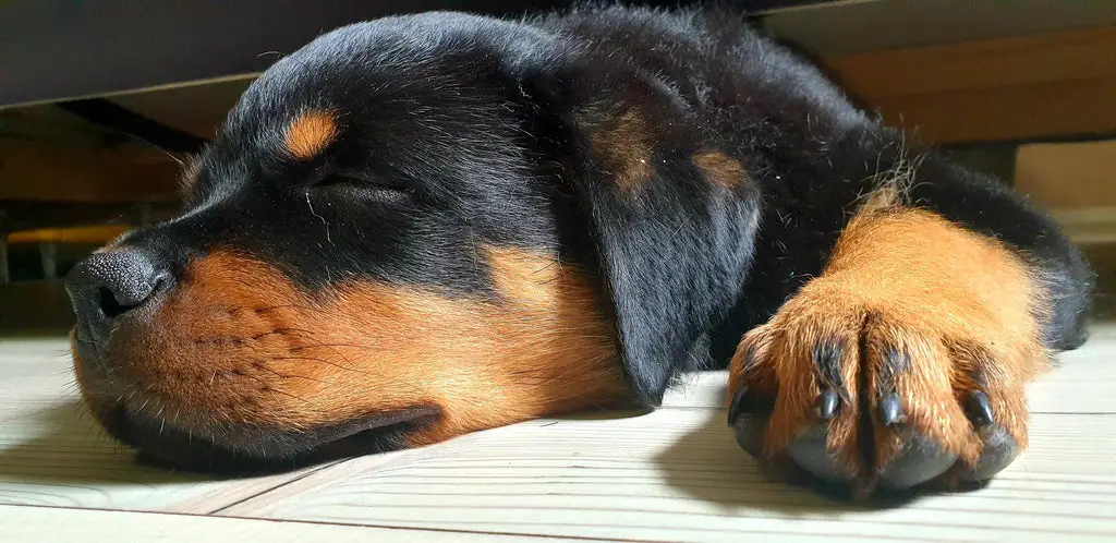 Rottweiler sleeping soundly on the floor
