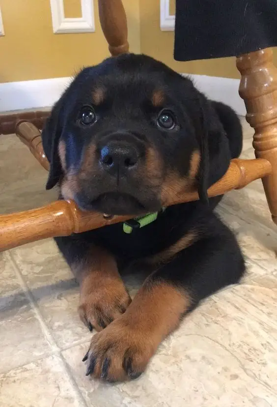rottweiler puppy lying on the floor with its begging face