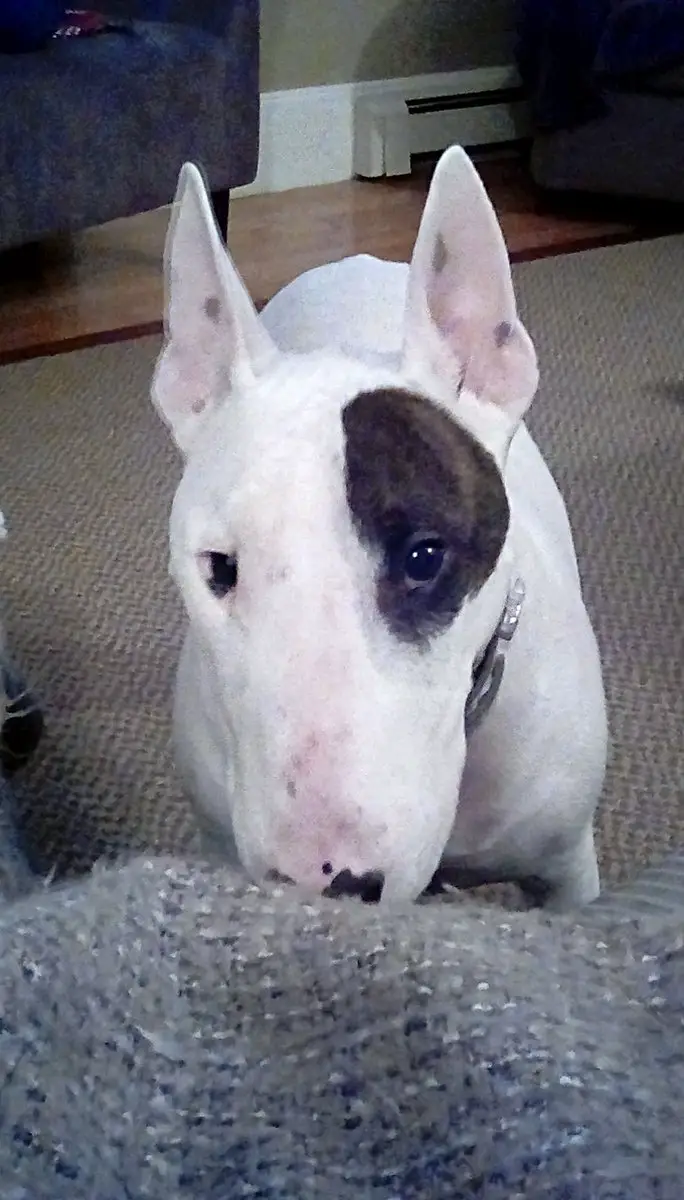 English Bull Terrier standing on the carpet behind the couch with its begging face