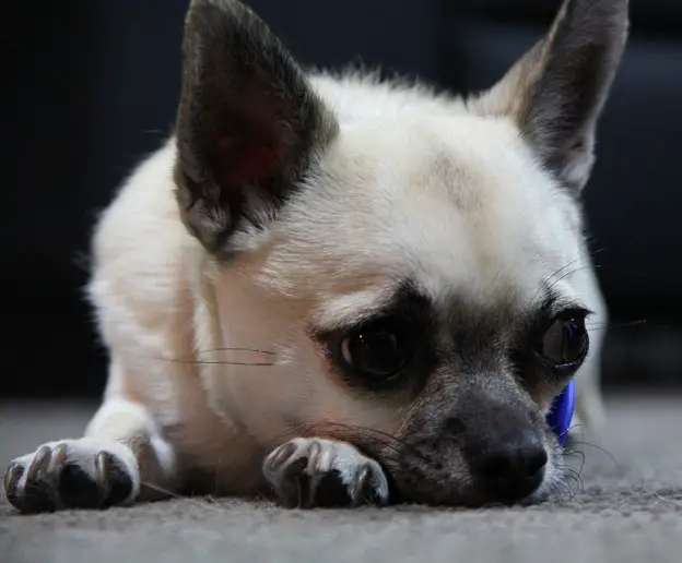 A Chihuahua lying on the floor with its sad face