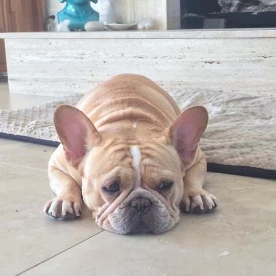 A French Bulldog lying on the floor with its sad face