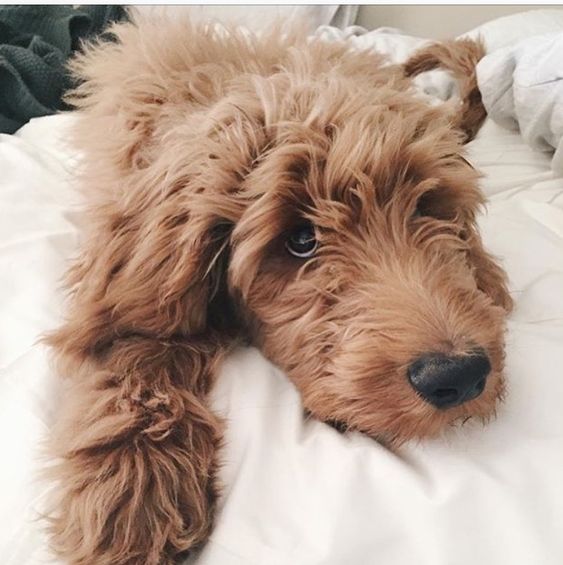 Goldendoodle in bed with its sad face