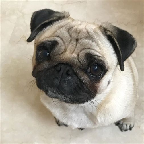 pug sad face while sitting on the floor