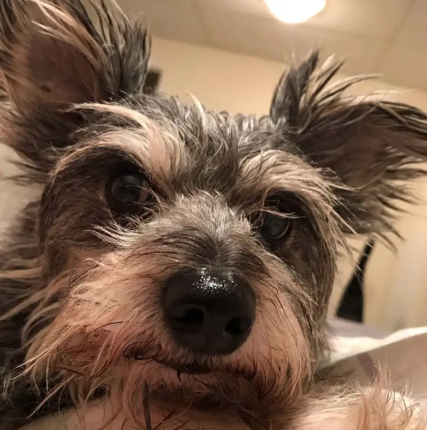 adorable face of a Schnauchi lying on the bed