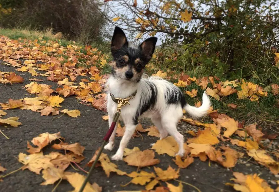 Schnauhuahua standing on the pavement with dried maple leaves