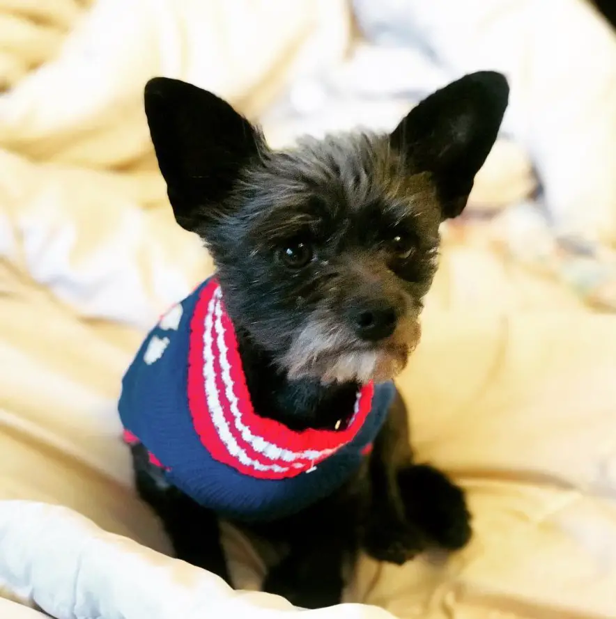A Schnauchi wearing a blue sweater while sitting on the bed with its sad face