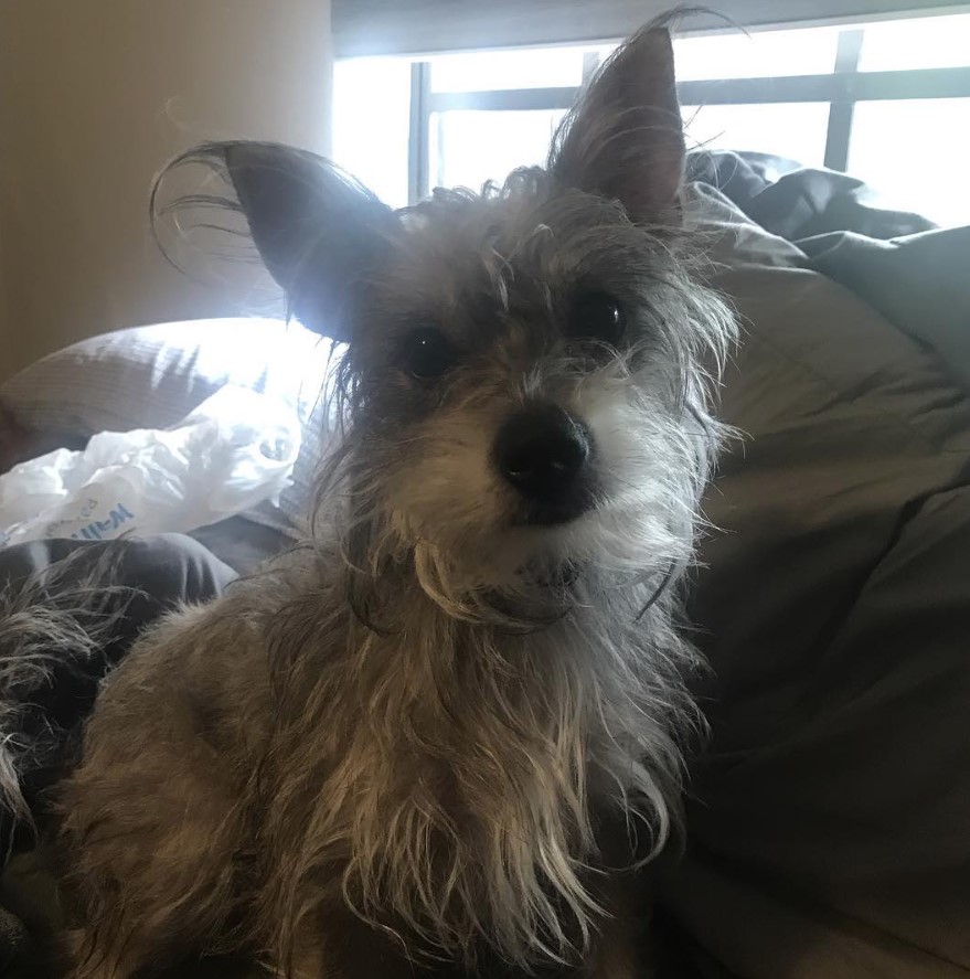 A Chizer sitting on the couch