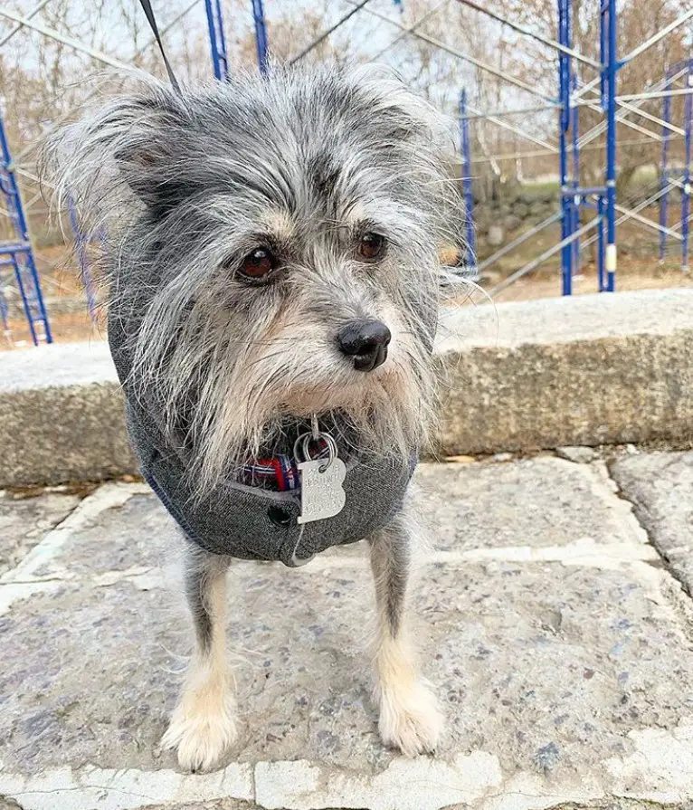 A gray Chizer standing on the pavement at the park