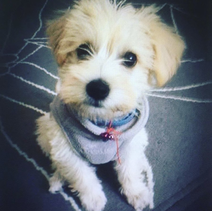 A Schnizer puppy wearing a gray jacket while sitting on the bed