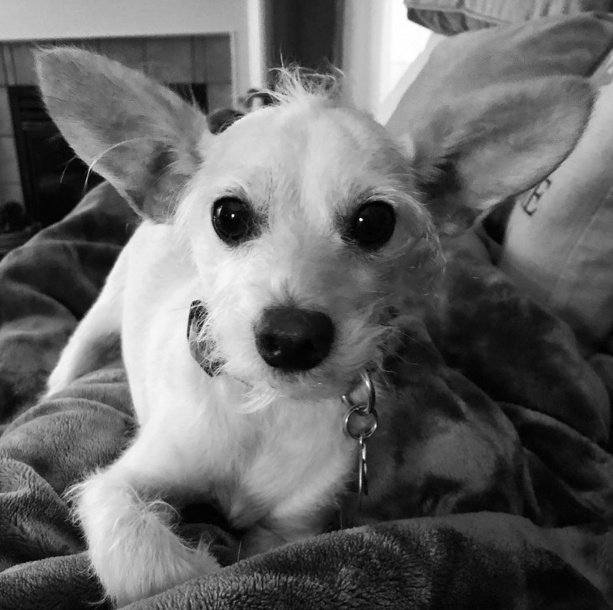 A Chizer lying on the couch