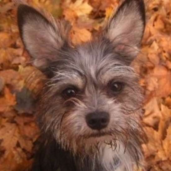 Schnauchi sitting on the dried maple leaves
