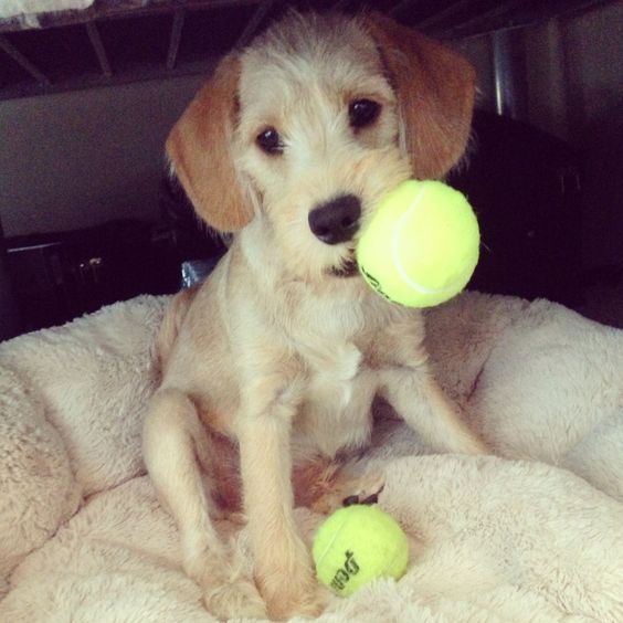 A Schnauchi sitting on its bed with a tennis ball in its mouth and in front of him