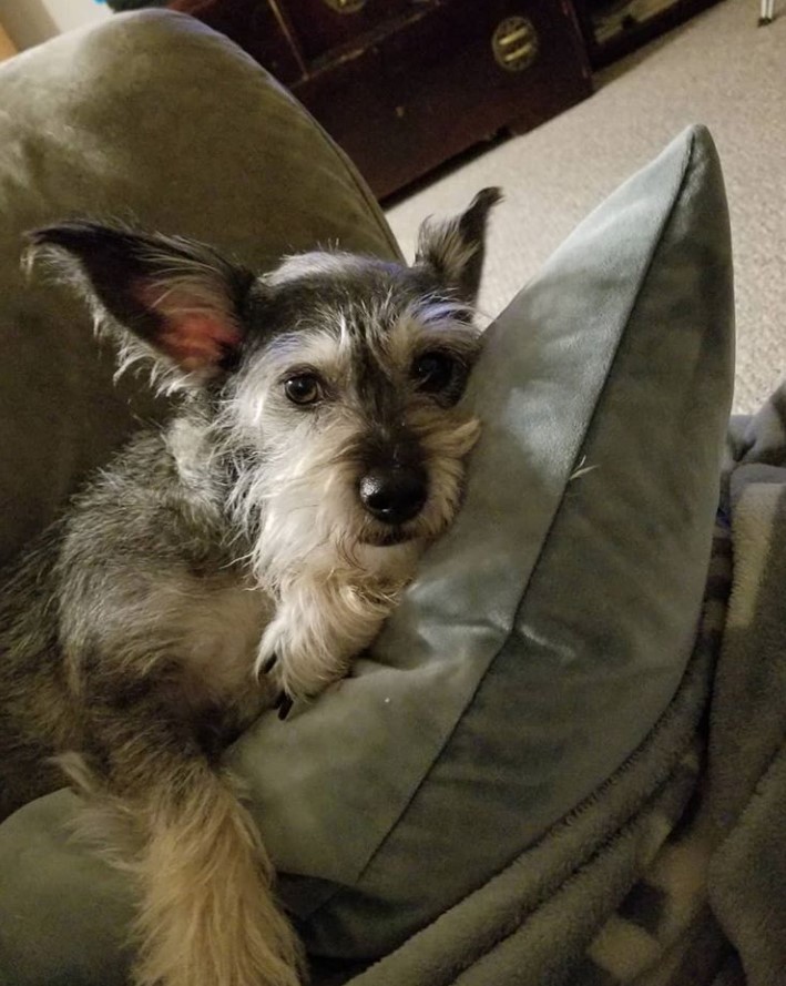 A Chizer lying on the couch and hugging a pillow