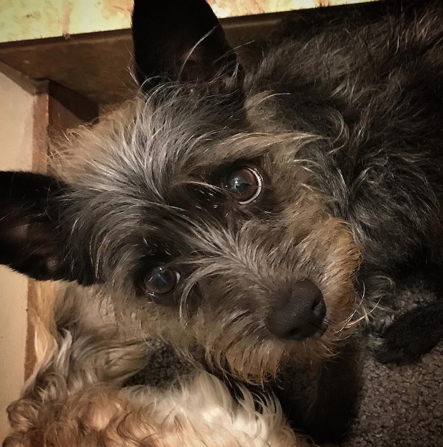 A Chizer lying under the sink while looking up with its adorable eyes