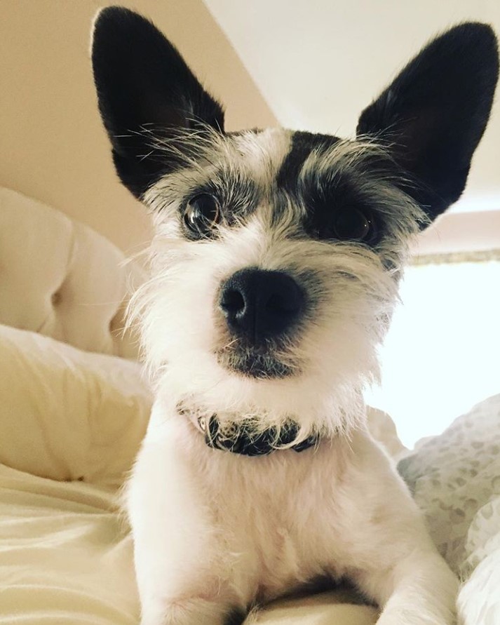 Chizer lying on the bed while looking up with its curious face