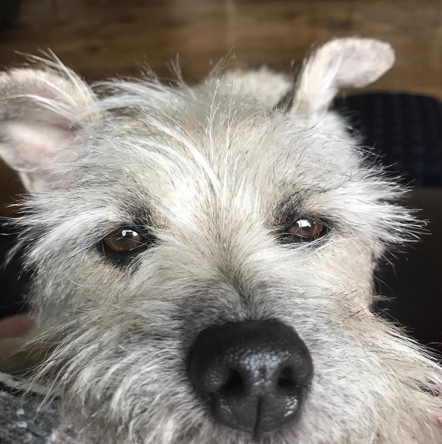 begging face of a Chizer on the couch