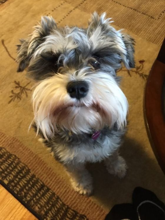 30+ Best Toys for Schnauzers The Paws