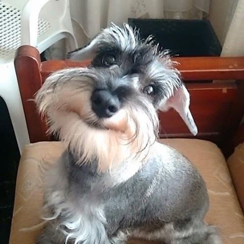 smiling sweetly Schnauzer while sitting on the chair