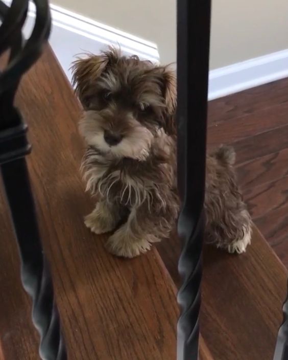 brown Schnauzer walking upstairs