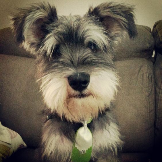 Schnauzer on the couch