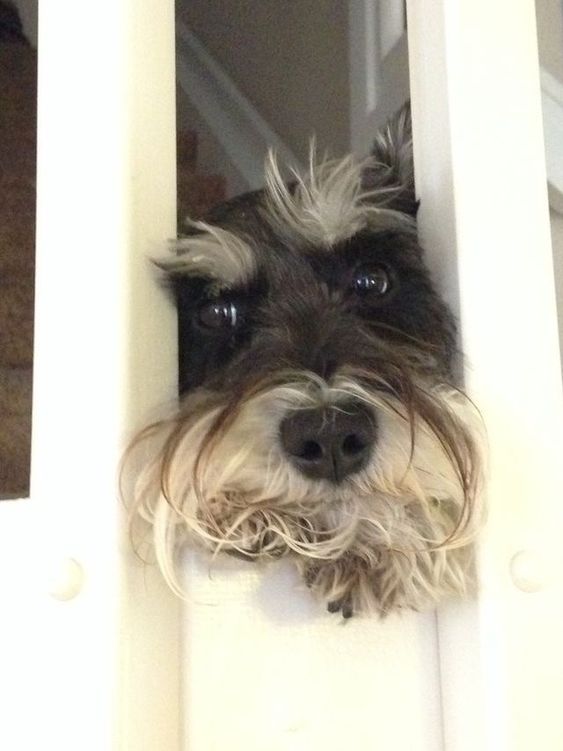 Schnauzer face in between the white fence