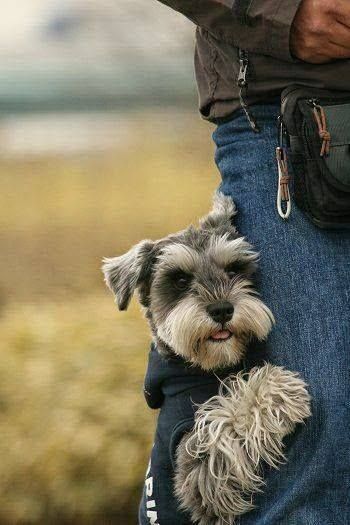 Schnauzer standing while leaning on a person's legs