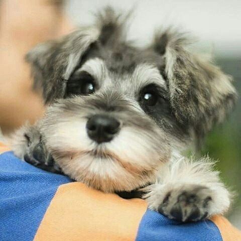 Schnauzer puppy on a person's shoulder